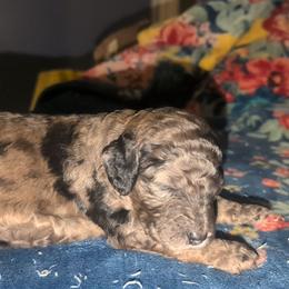 Nymphadora - Merle female Sheepadoodle puppy in Austin, Texas from Darling Doodles