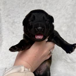 Yellow - Sable female German Shepherd puppy in Tennessee from Chattanooga Tn German Shepherds