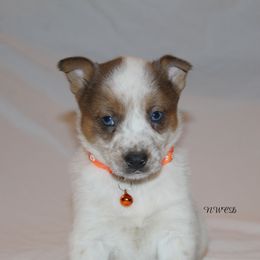Bocephus - Red speckled male Australian Cattle Dog puppy in Willamina, Oregon from Cherished Chihuahuas