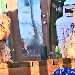 Yorkshire Terriers from Aspen Yorkies