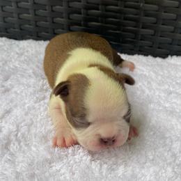 AKC Bella - Seal and white female Boston Terrier puppy in Imperial, Missouri from Boston Kup Breeders