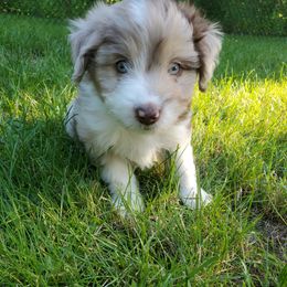 Aussiedoodle, Bernedoodle, and Miniature American Shepherd Puppies from Silverton Doodles