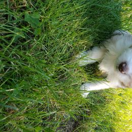 Aussiedoodle, Bernedoodle, and Miniature American Shepherd Puppies from Silverton Doodles