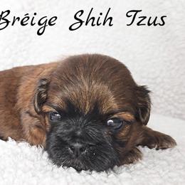 AKC Red Female (Light Pink Collar) - Red female Shih Tzu puppy in Las Vegas, Nevada from Beirin Breige Shih Tzus
