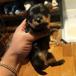 Pup 1 - Black and tan female Silky Terrier puppy in City Of Orange, New Jersey from Fur-Ever Friends