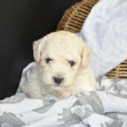 Jasper - White male Poodle puppy in Rainbow City, Alabama from Misioh Poodles