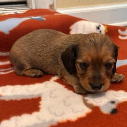 Roman - Red male Dachshund puppy in Clarksdale, Mississippi from Bo Didley's Doxies