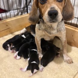 Pocket Beagle Male 1 - Black tan and white male Beagle puppy in Gentry, Arkansas from HC Puppy Ranch