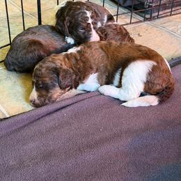 Cider - Parti male Poodle puppy in Piqua, Kansas from Legacy Farms Standard Poodles