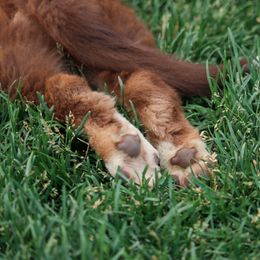 Australian Shepherd, Miniature American Shepherd, Miniature Australian Shepherd, and Toy Australian Shepherd Puppies from Painted Blue Aussies