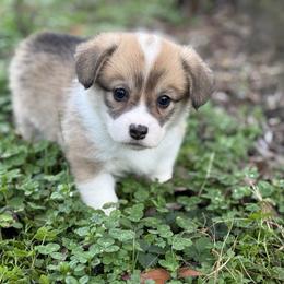 Brown collar 1,200 - Red female Pembroke Welsh Corgi puppy in Nashville, Arkansas from Whisenhunt Farms