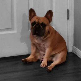 Willie - French Bulldog