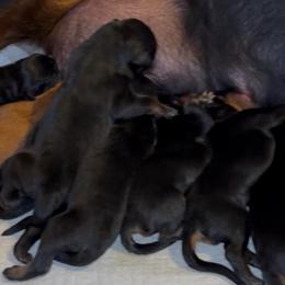 Boy 2 - Black and rust male Rottweiler puppy in Grand Rapids, Michigan from Rott-Squad Kennels