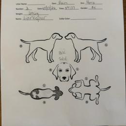 Larkspur - Black roan male German Shorthaired Pointer puppy in San Antonio, Texas from Alvarado Farm Kennels, LLC