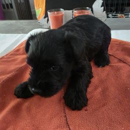 Boy 2 - Black male Miniature Schnauzer puppy in Fresno, California from Findell Kennel, LLC