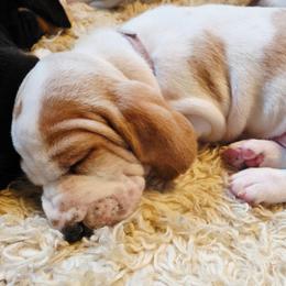Odette - Lemon and white female Basset Hound puppy in Bellaire, Ohio from Blessed Bassets