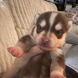 Pyro - Chocolate male Pomsky puppy in Valparaiso, Indiana from Valparaiso Pomskys