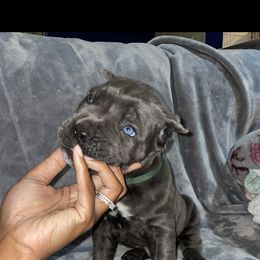 Biewer Terrier, Cane Corso, and Yorkshire Terrier Puppies from Exotic Yorkie Imports & Cessna Cane Corso