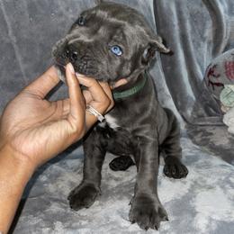 Biewer Terrier, Cane Corso, and Yorkshire Terrier Puppies from Exotic Yorkie Imports & Cessna Cane Corso