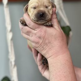Boy 1 - Labrador Retriever puppy in New York from Moss Ridge Labradors