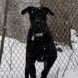 Bane - Great Dane