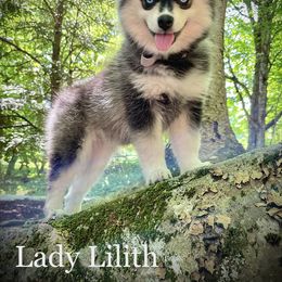 Pomsky Puppies from Blue Ridge Pomsky