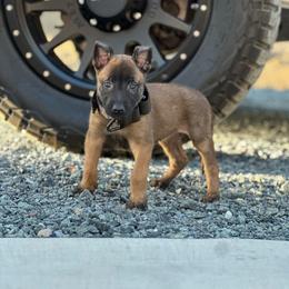 Chomp - Yellow female Dutch Shepherd puppy in Copperopolis, California from The Canine Ranch