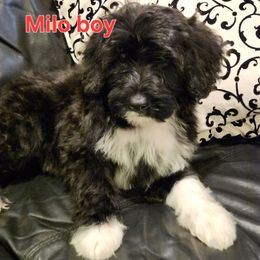Milo - Black and white male Portuguese Water Dog puppy in Narvon, Pennsylvania from Prized Family Porties