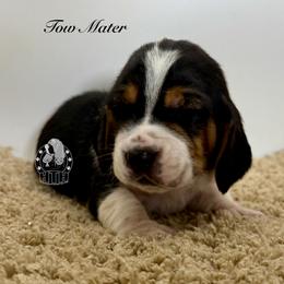 Tow Matter - Black white and brown male Basset Hound puppy in Dingess, West Virginia from Tuckers' Howling Hounds