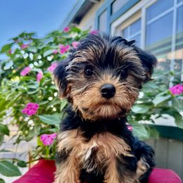 BAXTER BOY 3 - Black and tan male Yorkshire Terrier puppy in Walla Walla, Washington from Linda Sherman