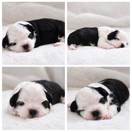 Louie - Black and white male Shichon puppy in Pennsylvania from Manor Hills Shih Tzus