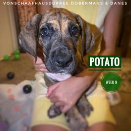 Potato - Brindle male Great Dane puppy in Columbus, Ohio from Von Schaaf Haus DuPree