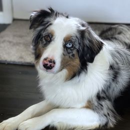 Piper - Australian Shepherd