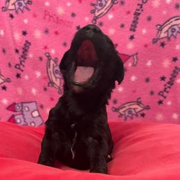 Artemis - Black female Poodle puppy in Petal, Mississippi from Petal Poodles