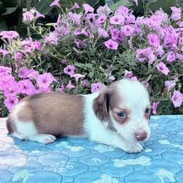 Fenix - Chocolate and cream male Dachshund puppy in Cherry Tree, Oklahoma from Peavine Creek Dachshunds