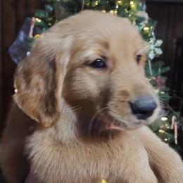 Golden Retriever Puppies from Ginger Snap Golden Retrievers