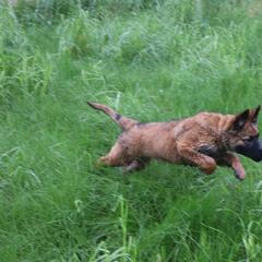 Belgian Tervuren Puppies from EnHommage Belgian Shepherds