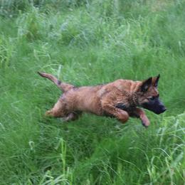 Belgian Tervuren Puppies from EnHommage Belgian Shepherds