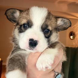 Penny - Pink girl - Red female Pembroke Welsh Corgi puppy in Woodinville, Washington from Heatherland Corgis