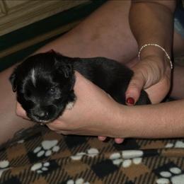 Birch - Black & white male Miniature Australian Shepherd puppy in Arlington, Texas from CopperHead Aussies