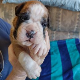 "Ford" Boxer Puppies from HeartNSoul Boxers