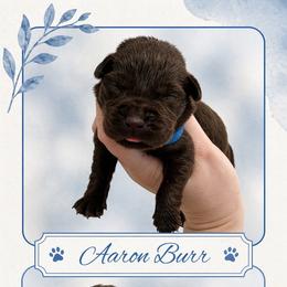 Aaron Burr - Chocolate male Labrador Retriever puppy in Morriston, Florida from Penny Lane Labradors