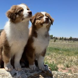 Australian Shepherd Puppies from Thunder River