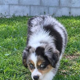 Pearl - Blue merle female Australian Shepherd puppy in Cambridge, Ohio from Solis Performance Horses & Australian Shepherds