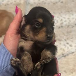 Paul Revere - Black and cream male Dachshund puppy in Summertown, Tennessee from The Dapper Dachshund