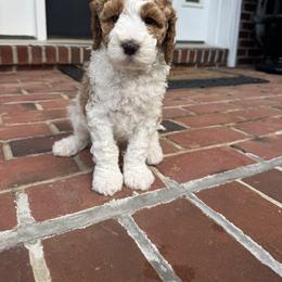Green Collar Boy - Apricot male Australian Labradoodle puppy in Hagerstown, Maryland from Westfields Labradoodles