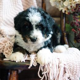 Fuego - Tri-color male Bernedoodle puppy in Grove, Oklahoma from Grand Lake Poodles & Doodles