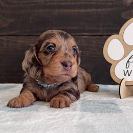 Lola bunny - Dapple female Dachshund puppy in Dothan, Alabama from Little House Pups