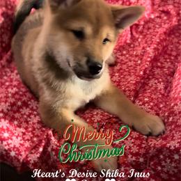 AIJIN (Lover) - Red male Shiba Inu puppy in Derby, Kansas from Heart’s Desire Shiba Inus