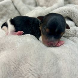 Leland - Black tan and white male Biewer Terrier puppy in Winston Salem, North Carolina from LaythStone